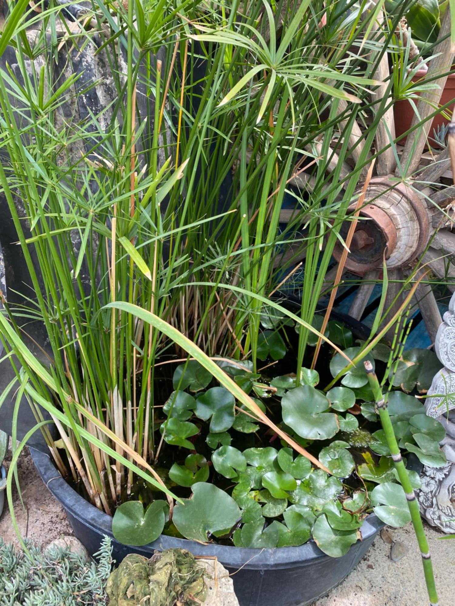 מלון Masquefa Casa Kintsugi מראה חיצוני תמונה